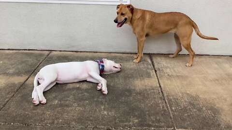 Dog Body Language: Play Between a Subscriber's Dogo Argentino Puppy and 3 Year Old Mutt