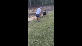 Chocolate lab loves when Daddy plays golf