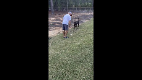 Chocolate lab loves when Daddy plays golf