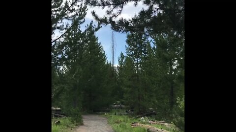 15 Relaxing Minutes of Birds Chirping in Yellowstone