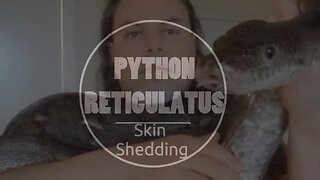 SNAKE SKIN SHEDDING – Part 2 (PYTHON RETICULATUS)