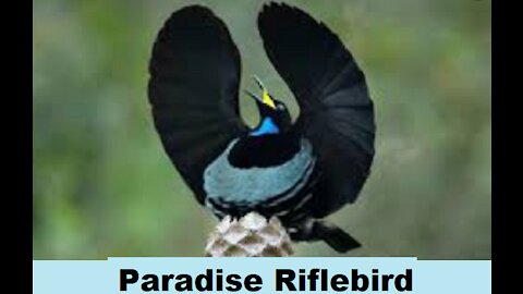 Birds & Paradise Riflebird