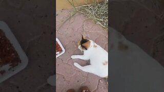 Animal rescue - ReRe a Stray Cat Scaring other cat