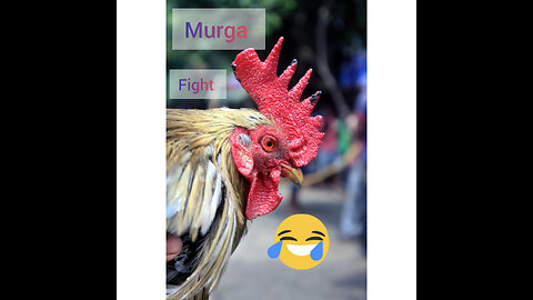 Murga vs murga hens fighting