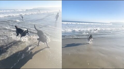 Puppy goes crazy at the beach