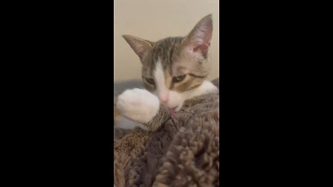 Vídeo Motivacional para Gatos Vira-latas