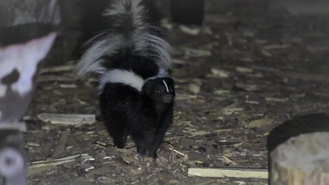 Skunk visit in the middle of night