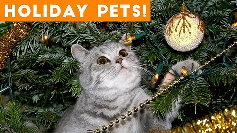 Christmas Animals Compilation