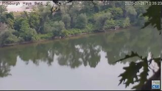 Hays Eagles parent flyby down and upriver 2020 07 21 10 34 AM