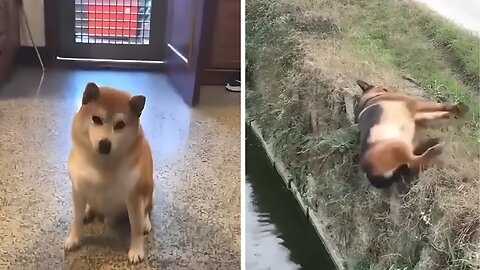 Funny doggies video viral