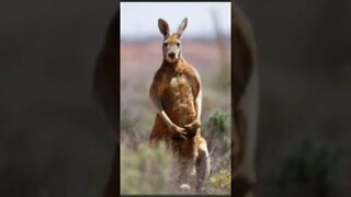 Homem é morto por canguru de estimação na Austrália , diz polícia