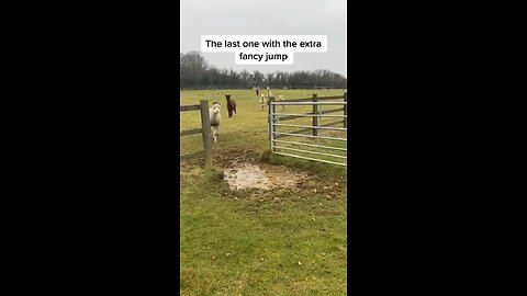 Alpaca Adventure: Puddle Jumping Extravaganza