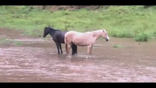 Crazy brumby mares stand in the flood waters again!