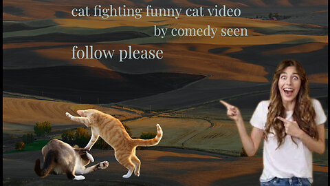 cat fighting funny cat video