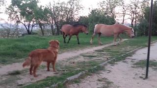 A Dog Is Introduced To A Pair Of Horses. Wait Until You See What Happens Next.
