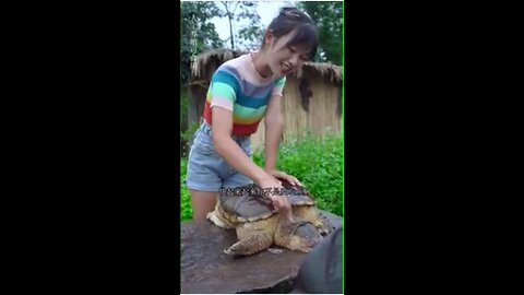 A girl who cooking a big turtle with a dad in the countryside.