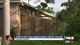 loud buzzing sound leads deputy to a marijuana grow house