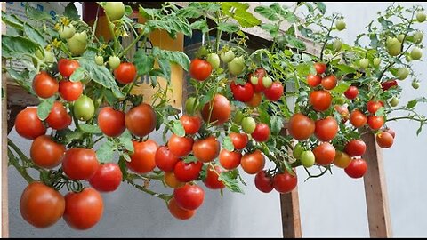Growing hanging tomatoes in containers