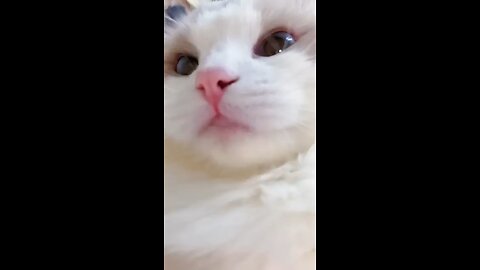 Funniest cat video