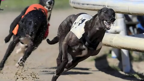 Greyhound Racing -Champions -Trach Race 686m🏆