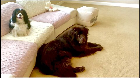 Huge Newfy And Little Cavalier Face-off