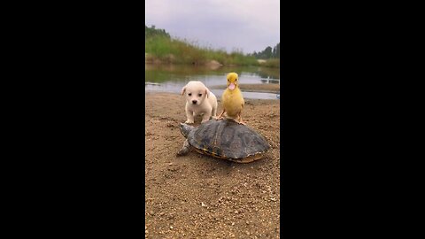 true friendship in cute puppy and baby duck