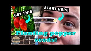 6 IMPORTANT tips for starting pepper plants from seed