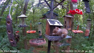 Brown-winged pileated visit at PA Bird Feeder 2 7/14/2022