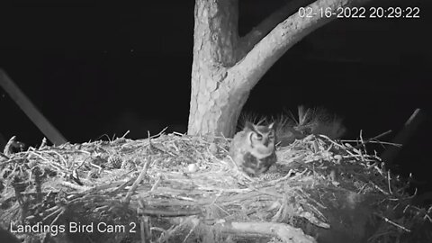 Dad Brings Prey To The Nest-Cam Two View 🦉 2/16/22 20:29