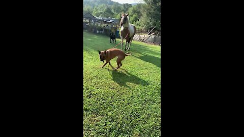 Pup enthusiastically leads horse by pulling on leash