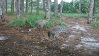 Wildlife watch Saturday Sandhill Cranes