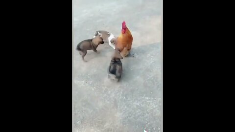 Funny Dogs Vs Chicken compilation