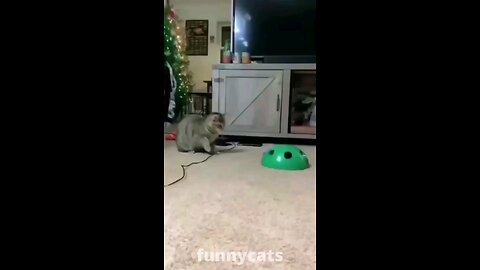 cat is real entertainer 🤣😹 #cat#trending#viral#funnyvideos