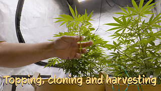 Topping, cloning and harvesting