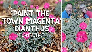 🎨 'Paint the Town Magenta' Dianthus Plant Chat 🎨