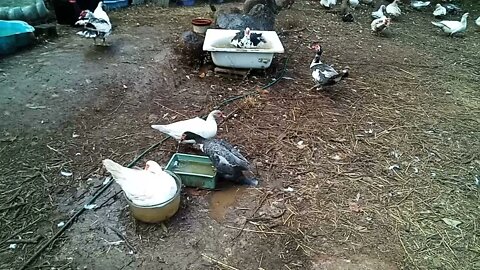 Muscovy in a Glass bowl 6th June 2021