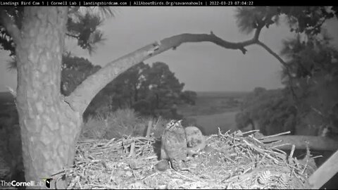 Mom Talks to Dad Before He Flies Off 🦉 3/23/22 07:04