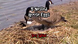 5 Nested Goose Eggs
