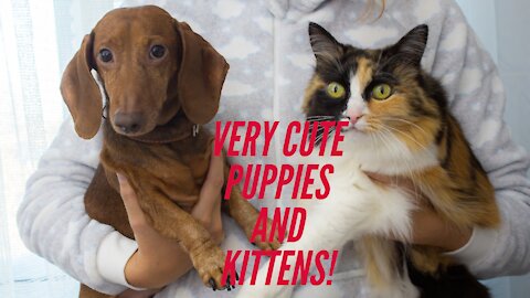 These animals are cute! Look how cute these videos of these cute!😽🐕‍🦺