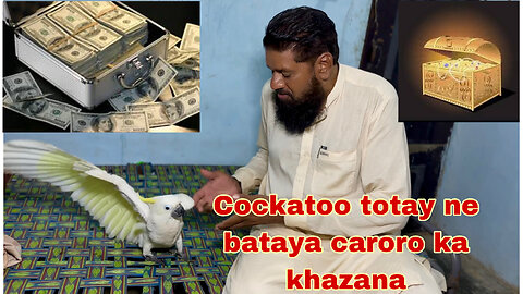 Parrot k pass hay khazane ka Raz. Funny video story video.