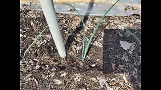 Planting Ailsa Craig onions outside zone 5 3/5/23