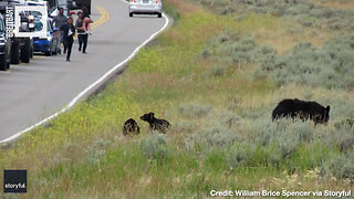 BEAR-Y STUPID MOVE! Tourists Charge Mama Bear and Cubs at Yellowstone