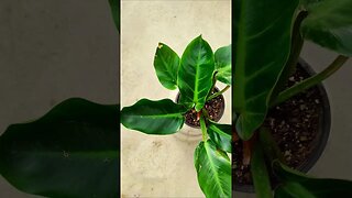 How to clean house plants leaves? #shorts #houseplant #philodendron
