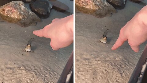 Muddskipper's tiny head playfully follows the finger