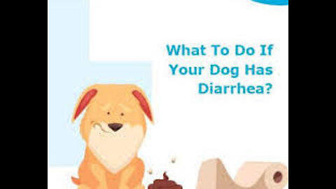 Dog Diarrhea Protocol _ What to do if your dog has diarrhea