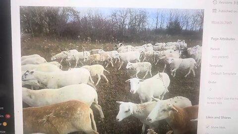 100 St Croix/Katahdin cross ewes ready to go to your farm!