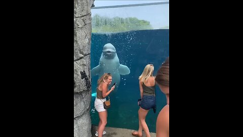 White Beluga Whale Water is sprinkled on women