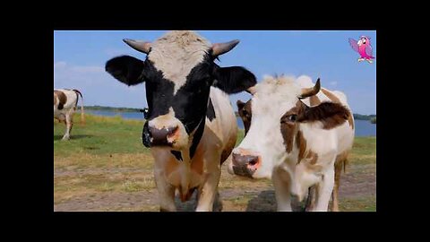 COW VIDEO 🐮🐄 COWS MOOING AND GRAZING IN A FIELD 🐄🐮