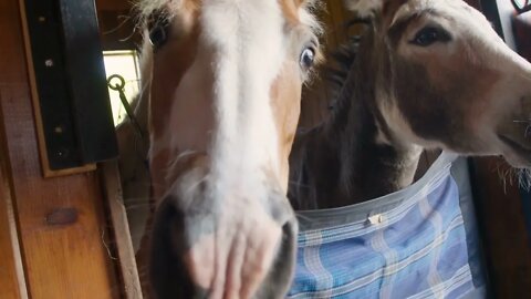 Cute Portrait of Small donkey & Pony living together in stall in a equine farm