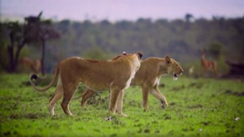 Female Lions